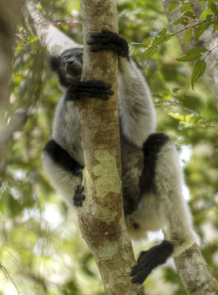 Indri watching